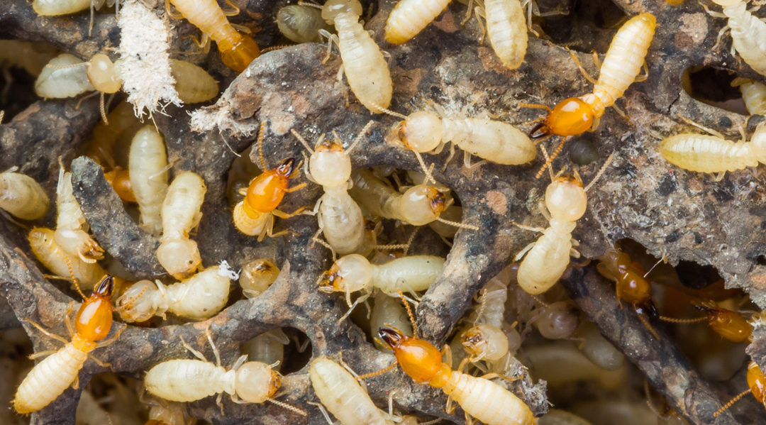 termites treatment